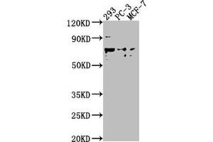 Western Blot Positive WB detected in: 293 whole cell lysate, PC-3 whole cell lysate, MCF-7 whole cell lysate All lanes: GPR37 antibody at 1:2000 Secondary Goat polyclonal to rabbit IgG at 1/50000 dilution Predicted band size: 68 kDa Observed band size: 68 kDa (GPR37 Antikörper  (AA 114-133))