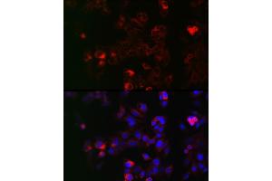 Immunofluorescence analysis of HepG2 cells using NOX1 Rabbit pAb (ABIN6133827, ABIN6144746, ABIN6144748 and ABIN6215916) at dilution of 1:50 (40x lens). (NOX1 Antikörper  (AA 200-300))