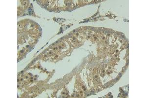 IHC-P analysis of Kidney tissue, with DAB staining. (NUP50 Antikörper  (AA 179-428))