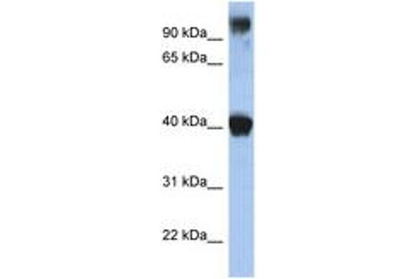 TFAP2E anticorps  (N-Term)