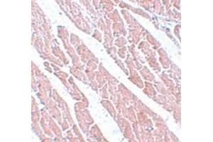 Immunohistochemical staining of mouse heart tissue with TMEM184C polyclonal antibody  at 5 ug/mL dilution.