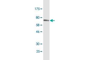 Western Blot detection against Immunogen (67. (ERP44 Antikörper  (AA 30-406))