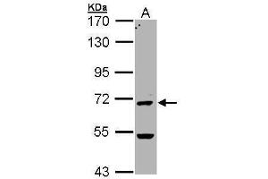 WB Image Sample (30 ug of whole cell lysate) A: Hela 7. (PAD4 Antikörper  (N-Term))