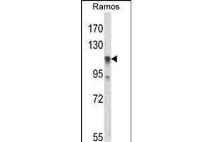 Western blot analysis of C11orf30 Antibody (N-term) (ABIN653429 and ABIN2842873) in Ramos cell line lysates (35 μg/lane).