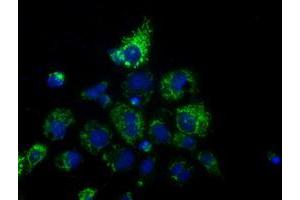 Anti-HIBCH mouse monoclonal antibody (ABIN2453126) immunofluorescent staining of COS7 cells transiently transfected by pCMV6-ENTRY HIBCH (RC209814). (HIBCH Antikörper)