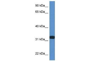 Western Blot showing DDO antibody used at a concentration of 1 ug/ml against Fetal Lung Lysate