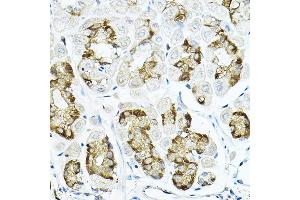 Immunohistochemistry of paraffin-embedded mouse stomach using LRRC59 Rabbit pAb  at dilution of 1:100 (40x lens). (LRRC59 Antikörper  (AA 1-244))