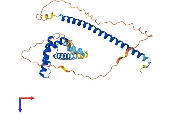 FSBP Protein (AA 1-299) (His tag)