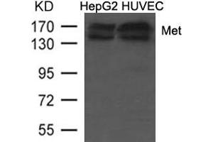 Western blot analysis of extracts from HepG2 and HUVEC cells using Met (Ab-1234/1235) Antibody. (c-MET Antikörper  (AA 1232-1237))