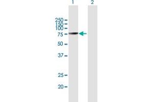 Western Blot analysis of F2 expression in transfected 293T cell line by F2 MaxPab polyclonal antibody.
