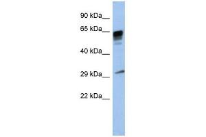PRR18 antibody used at 1 ug/ml to detect target protein.