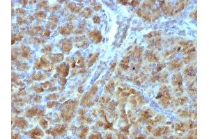 Formalin-fixed, paraffin-embedded Mouse Pancreas stained with CELA3B Mouse Monoclonal Antibody (CELA3B/1257). (Elastase 3B Antikörper  (AA 82-238))