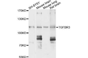 Western blot analysis of extracts of various cell lines, using TGFBR3 antibody (ABIN6003500) at 1/1000 dilution. (TGFBR3 Antikörper)