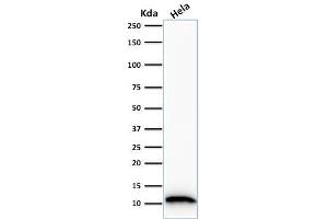 Western Blotting (WB) image for anti-S100 Calcium Binding Protein A4 (S100A4) (AA 1-200) antibody (ABIN6940541)