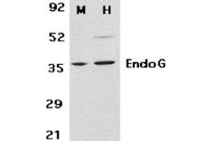 Image no. 2 for anti-Endonuclease G (ENDOG) (N-Term) antibody (ABIN296764) (Endonuclease G Antikörper  (N-Term))