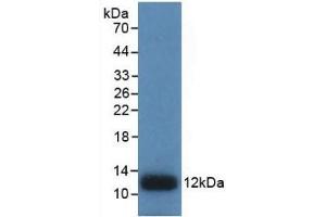 Detection of Recombinant IL8, Human using Monoclonal Antibody to Interleukin 8 (IL8) (IL-8 Antikörper  (AA 28-99))