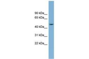 Image no. 1 for anti-serpin Peptidase Inhibitor, Clade B (Ovalbumin), Member 1 (SERPINB1) (AA 215-264) antibody (ABIN6743639)