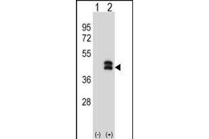 Western blot analysis of DUSP6 (arrow) using rabbit polyclonal DUSP6 Antibody (N-term) (ABIN1539487 and ABIN2849153). (DUSP6 Antikörper  (N-Term))