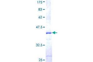 Cullin 2 Protein (CUL2) (AA 1-100) (GST tag)