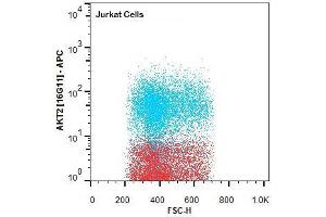 Flow Cytometry of Rat anti-AKT2 antibody. (AKT2 Antikörper  (Internal Region) (Biotin))