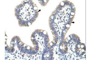 Image no. 1 for anti-NF-kappa-B inhibitor beta (NFKBIB) (AA 282-331) antibody (ABIN203071) (NFKBIB Antikörper  (AA 282-331))