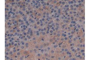 DAB staining on IHC-P; Samples: Rat Adrenal gland Tissue (APOC1 Antikörper  (AA 34-88))