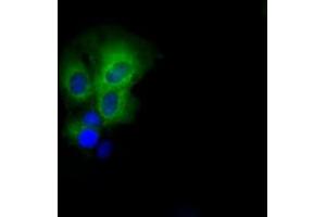 Anti-PASK mouse monoclonal antibody (ABIN2453423) immunofluorescent staining of COS7 cells transiently transfected by pCMV6-ENTRY PASK (RC209096). (PASK Antikörper)