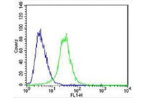 Overlay histogram showing U-87 MG cells stained with Antibody (green line). (CES2 Antikörper  (AA 340-369))