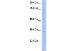 Image no. 1 for anti-Protein Kinase, AMP-Activated, alpha 1 Catalytic Subunit (PRKAA1) (AA 251-300) antibody (ABIN6743755)