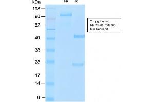 SDS-PAGE Analysis of Purified MUC16 Rabbit Recombinant Monoclonal Antibody (OCA125/2349R).