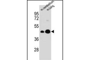 ITM2B Antibody (C-term) (ABIN657087 and ABIN2846247) western blot analysis in mouse cerebellum,lung tissue lysates (35 μg/lane). (ITM2B Antikörper  (C-Term))
