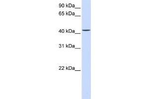 WB Suggested Anti-PARVB Antibody Titration:  0. (Parvin, beta Antikörper  (C-Term))