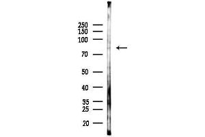 anti-LAS1-Like (LAS1L) (C-Term) antibody