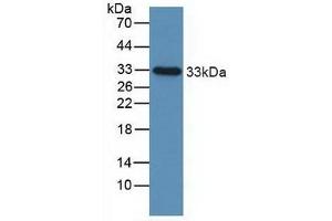 IGFBP2 antibody  (AA 148-325)