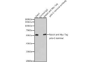 Immunoprecipitation analysis of 300 μg extracts of 293T cells using 3 μg Rabbit anti Myc-Tag pAb-C-terminal antibody (ABIN3020568 and ABIN3020569). (Myc Tag Antikörper)