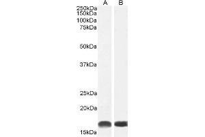 Western Blotting (WB) image for anti-Ionized Calcium-binding Adapter Molecule 1 (IBA1) (C-Term) antibody (ABIN184738)