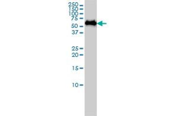 SF3A3 antibody  (AA 1-501)