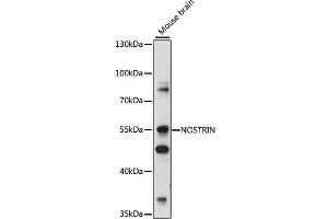 Western blot analysis of extracts of various cell lines, using NOSTRIN antibody (ABIN7268922) at 1:1000 dilution.