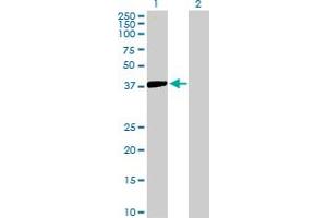 Western Blot analysis of ISL2 expression in transfected 293T cell line by ISL2 MaxPab polyclonal antibody. (ISL2 Antikörper  (AA 1-359))