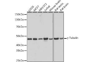 Western blot analysis of extracts of various cell lines, using γ-Tubulin Rabbit mAb (ABIN7271052) at 1:1000 dilution.