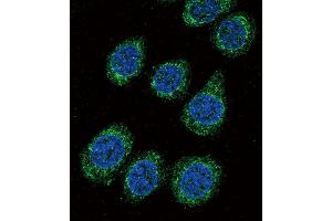 Confocal immunofluorescent analysis of CYP3A5 Antibody (C-term) (ABIN392224 and ABIN2841918) with 293 cell followed by Alexa Fluor 488-conjugated goat anti-rabbit lgG (green). (CYP3A5 Antikörper  (C-Term))