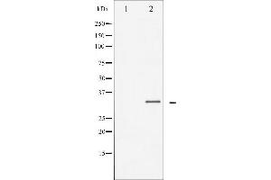 Western blot analysis of C/EBP-beta expression in NIH-3T3 whole cell lysates,The lane on the left is treated with the antigen-specific peptide. (CEBPB Antikörper  (Internal Region))
