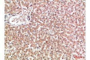 Immunohistochemical analysis of paraffin-embedded human-liver, antibody was diluted at 1:200 (EPG5 Antikörper  (AA 141-190))