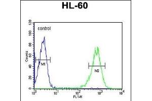 RPS8 Antibody (N-term) (ABIN6242934 and ABIN6579050) flow cytometric analysis of HL-60 cells (right histogram) compared to a negative control cell (left histogram). (RPS8 Antikörper  (N-Term))