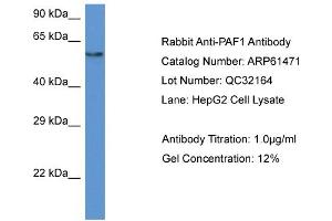Western Blotting (WB) image for anti-Paf1, RNA Polymerase II Associated Factor, Homolog (PAF1) (N-Term) antibody (ABIN2788815) (PAF1/PD2 Antikörper  (N-Term))