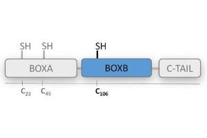 BoxB is one of the DNA binding domains of HMGB1 protein (HMG boxes). (HMGB1 Protein (BoxB))