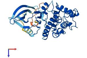 CDK2 Protein (AA 1-298) (His tag)