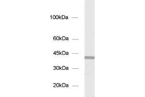 dilution: 1 : 1000, sample: P2 of rat pancreas (Syntaxin 18 Antikörper  (AA 55-313))