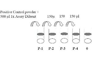 Image no. 4 for V-Akt Murine Thymoma Viral Oncogene Homolog 1 (AKT1) ELISA Kit (ABIN625220)