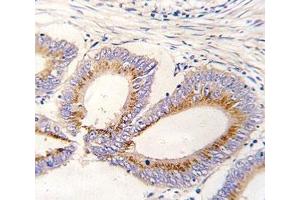 Immunohistochemistry (IHC) image for anti-Growth Differentiation Factor 11 (GDF11) (AA 32-61) antibody (ABIN3031109)